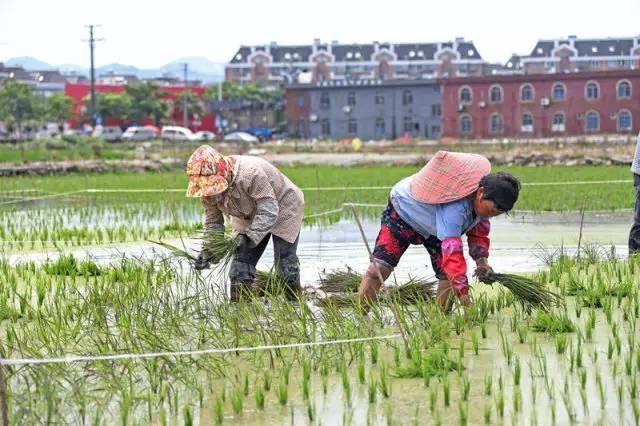 低成本小生意都有哪些（在农村月收入过万的几个小生意）-齐力副业