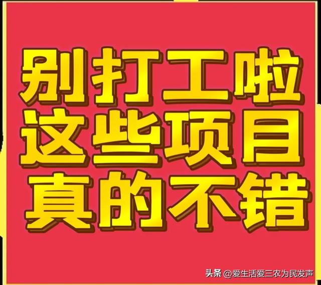 比打工强的小生意,农村小项目有哪些-齐力副业
