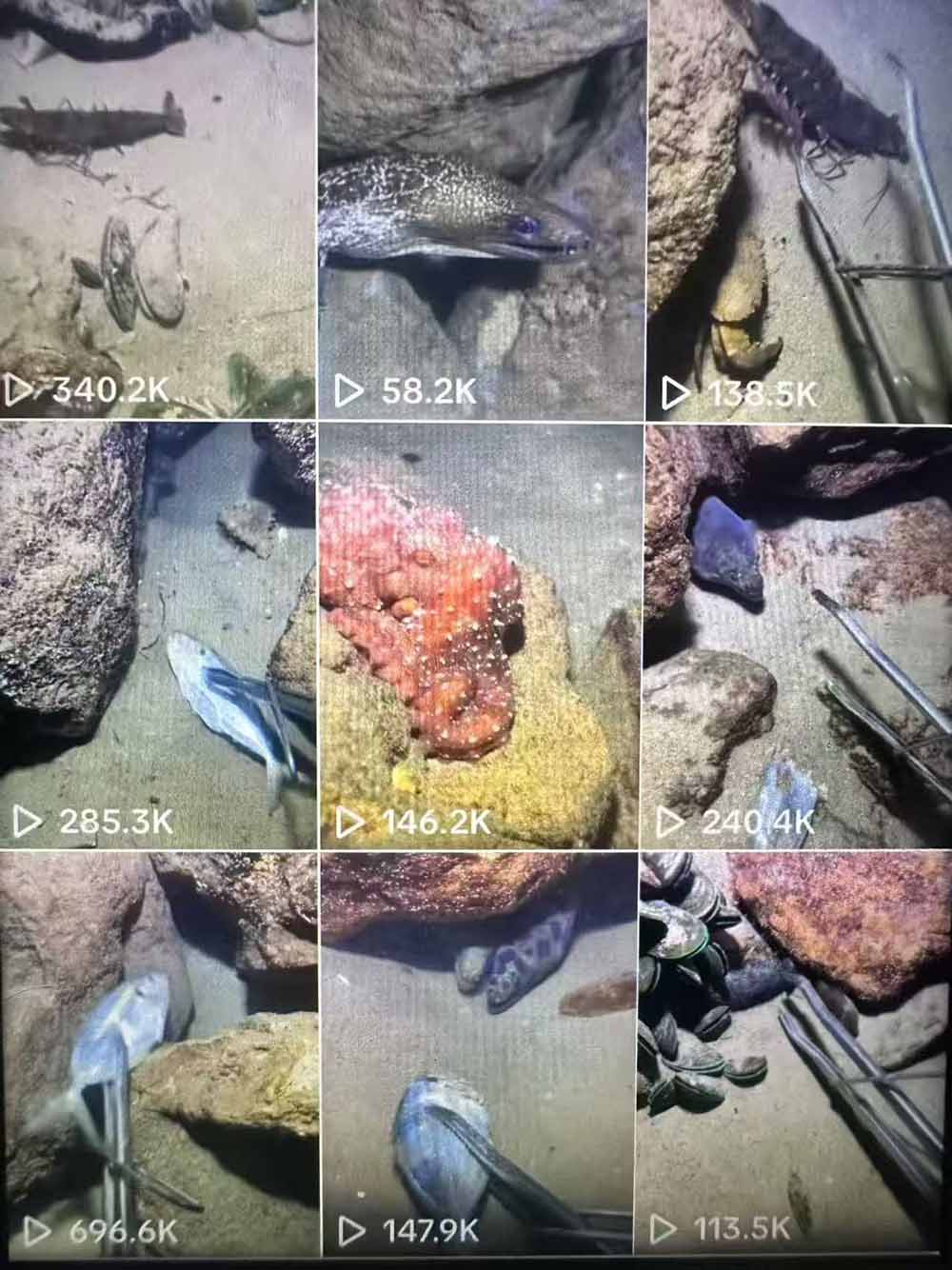 (18910期)Tiktok中视频解说教程,体育+温情文案双赛道实操教程一站式带你落地插图1 (18910期)Tiktok中视频解说教程,体育+温情文案双赛道实操教程一站式带你落地插图1